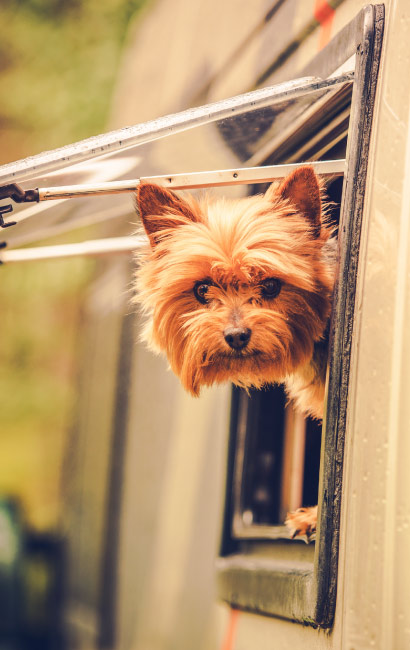 Hund schaut aus Fenster des Wohnmobil