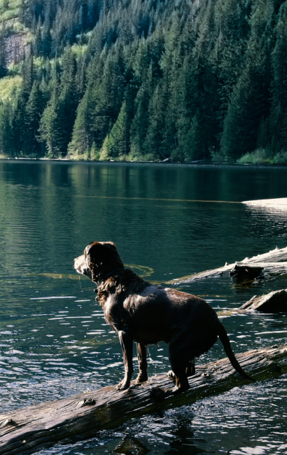 Hund im Urlaub am See